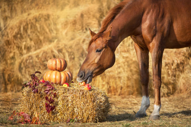 Fall Forward: Preparing Rider & Horse for the Season Ahead at Cavallo Farms